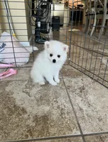 Snow , a male Pomimo for sale in Sacramento, CA – 5 of 6