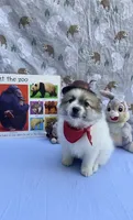 Maya, a female Pomimo for sale in Sacramento, CA – 9 of 10