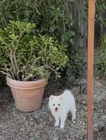 Snow , a male Pomimo for sale in Sacramento, CA – 3 of 6