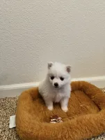 Snow , a male Pomimo for sale in Sacramento, CA – 6 of 6