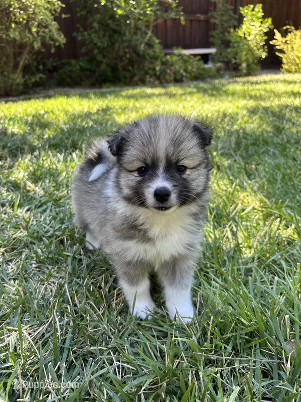 Snow – Pomimo puppy for sale in Sacramento, CA