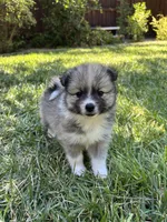 Snow, a male Pomimo for sale in Sacramento, CA – 4 of 10