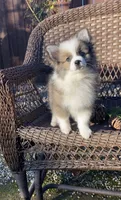 Pomimo , a female Pomimo for sale in Sacramento, CA – 4 of 9