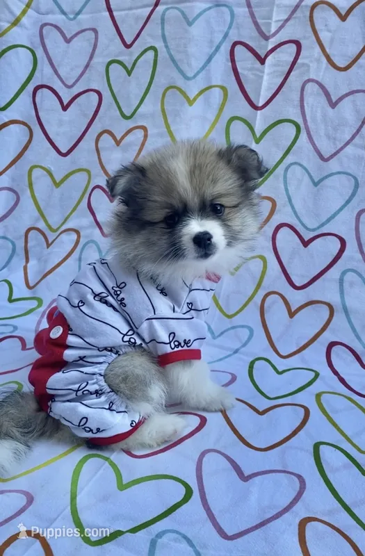 Pomimo  – Pomimo puppy for sale in Sacramento, CA