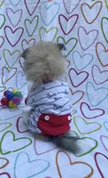 Pomimo , a female Pomimo for sale in Sacramento, CA – 2 of 9
