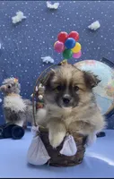 Snow, a male Pomimo for sale in Sacramento, CA – 4 of 5