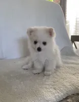 Snow , a male Pomimo for sale in Sacramento, CA – 3 of 6