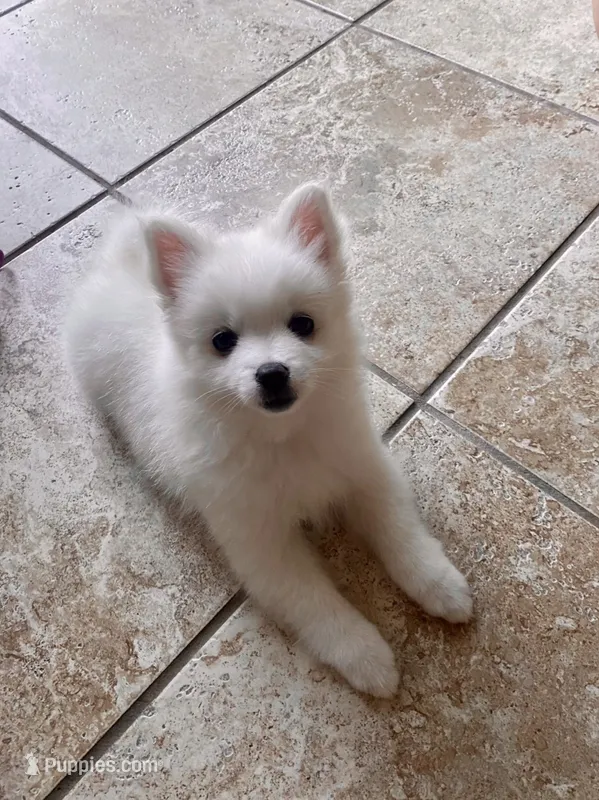 Snow  – Pomimo puppy for sale in Sacramento, CA