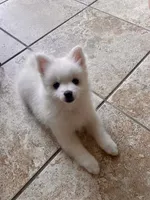 Snow , a male Pomimo for sale in Sacramento, CA – 1 of 6