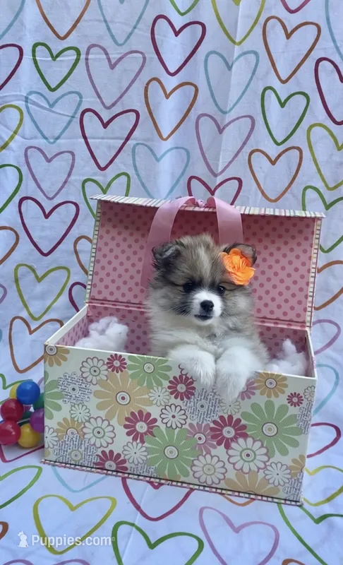 Maya – Pomimo puppy for sale in Sacramento, CA