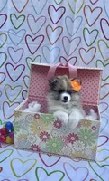 Maya, a female Pomimo for sale in Sacramento, CA – 1 of 5
