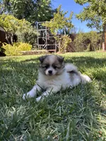 Pomimo , a female Pomimo for sale in Sacramento, CA – 1 of 7