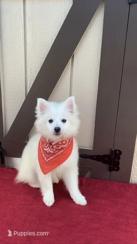 Snow  – Pomimo puppy for sale in Sacramento, CA
