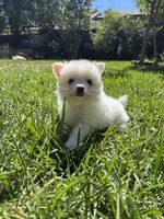 Snow , a male Pomimo for sale in Sacramento, CA – 3 of 6