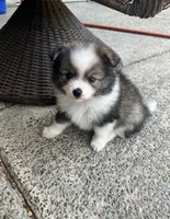 Maya, a female Pomimo for sale in Sacramento, CA – 10 of 10