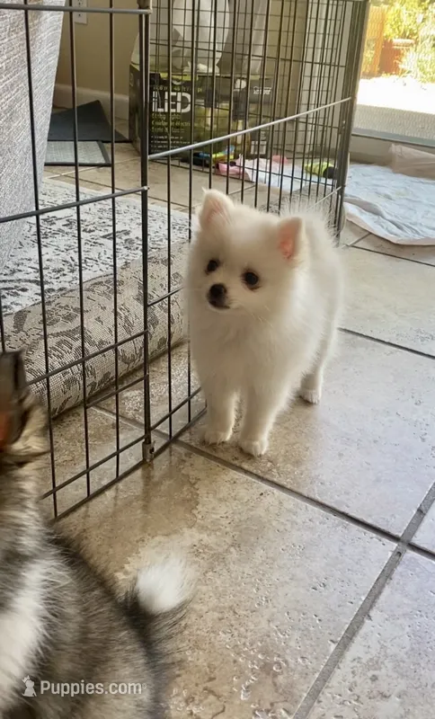 Snow  – Pomimo puppy for sale in Sacramento, CA