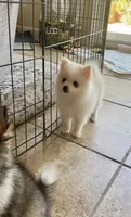 Snow , a male Pomimo for sale in Sacramento, CA – 4 of 6