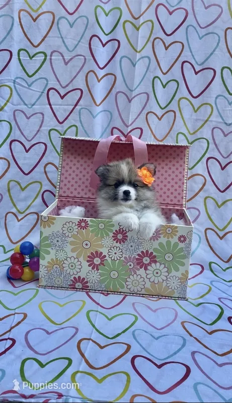Maya – Pomimo puppy for sale in Sacramento, CA