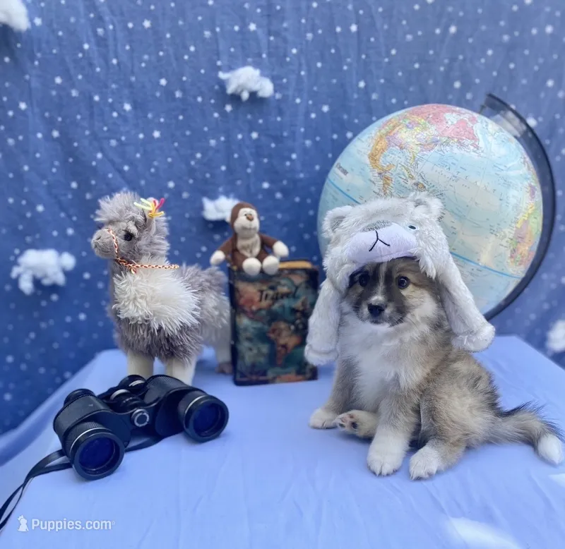 Snow – Pomimo puppy for sale in Sacramento, CA