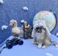 Snow, a male Pomimo for sale in Sacramento, CA – 3 of 5