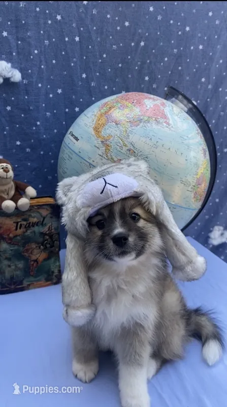 Snow – Pomimo puppy for sale in Sacramento, CA