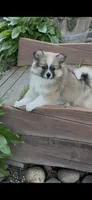 Maya, a female Pomimo for sale in Sacramento, CA – 4 of 10