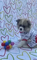 Maya, a female Pomimo for sale in Sacramento, CA – 2 of 5