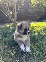 Snow, a male Pomimo for sale in Sacramento, CA – 3 of 10