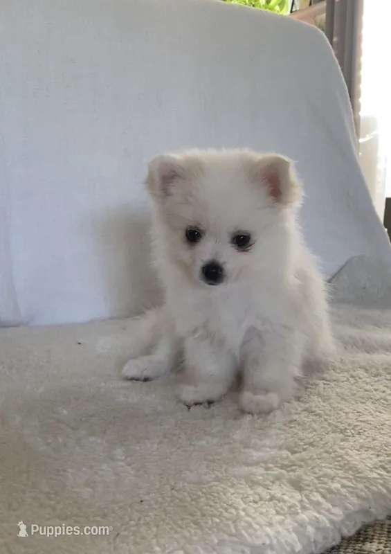 Snow  – Pomimo puppy for sale in Sacramento, CA