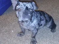 Stormi, a female French Bulldog for sale in Fort Worth, TX – 4 of 4