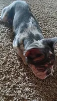 Cutie 💓 , a female French Bulldog for sale in Fort Worth, TX – 3 of 4
