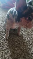 Cutie 💓 , a female French Bulldog for sale in Fort Worth, TX – 4 of 4