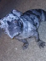 Stormi, a female French Bulldog for sale in Fort Worth, TX – 3 of 4