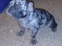 Stormi, a female French Bulldog for sale in Fort Worth, TX – 2 of 4