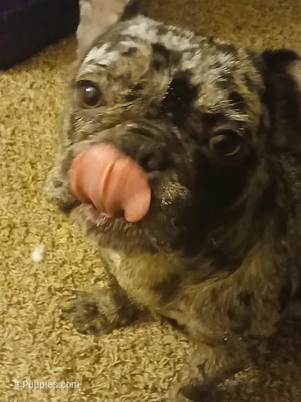 Stormi – French Bulldog puppy for sale in Fort Worth, TX