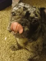Stormi, a female French Bulldog for sale in Fort Worth, TX – 1 of 4