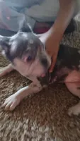 Cutie 💓 , a female French Bulldog for sale in Fort Worth, TX – 1 of 4