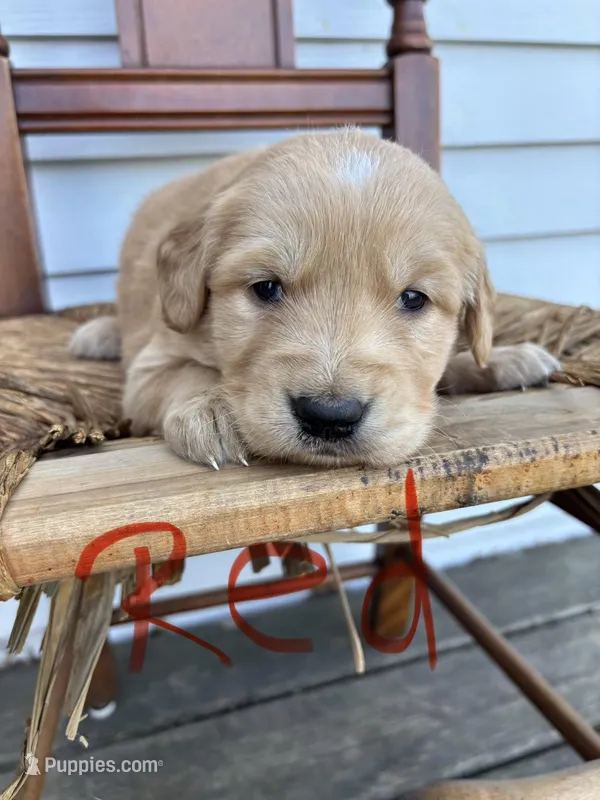 Red – Golden Retriever puppy for sale in Saranac, MI