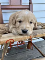Red, a male Golden Retriever for sale in Saranac, MI – Photo 1 of 4