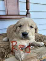 Red, a male Golden Retriever for sale in Saranac, MI – Photo 2 of 4