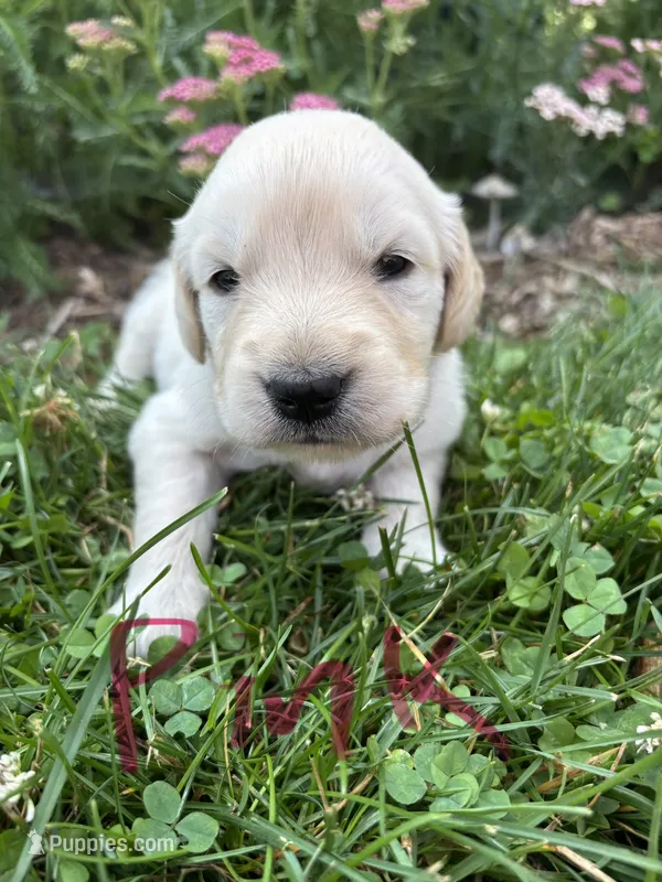 Pink – Golden Retriever puppy for sale in Saranac, MI