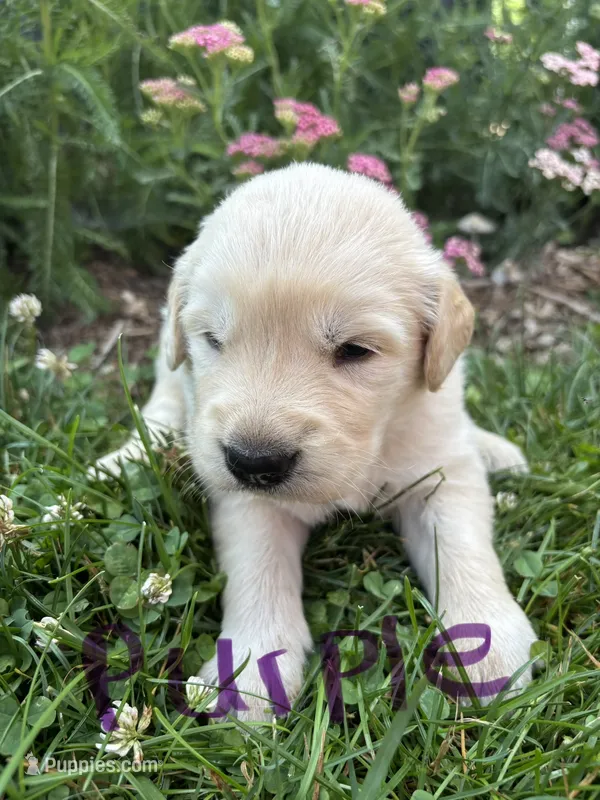 Purple – Golden Retriever puppy for sale in Saranac, MI