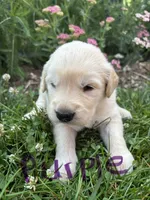 Purple, a female Golden Retriever for sale in Saranac, MI – 1 of 5