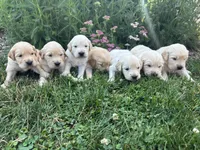 Yellow, a female Golden Retriever for sale in Saranac, MI – 3 of 5