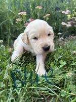 Blue , a male Golden Retriever for sale in Saranac, MI – 2 of 5