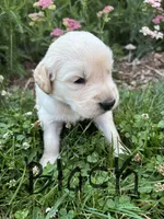 Black , a male Golden Retriever for sale in Saranac, MI – 2 of 5
