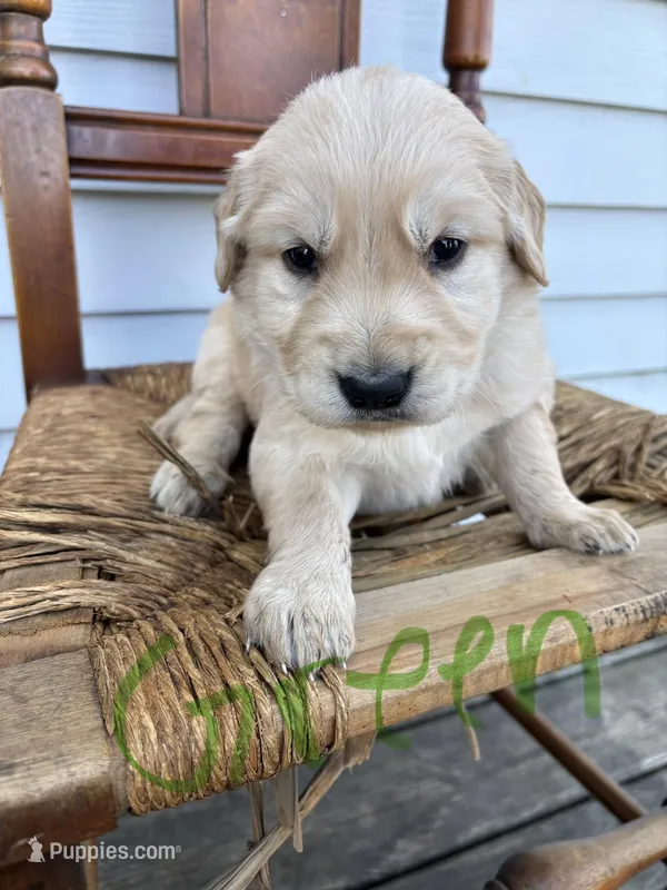 Green  – Golden Retriever puppy for sale in Saranac, MI
