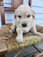 Green , a male Golden Retriever for sale in Saranac, MI – Photo 1 of 5