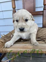 Green , a male Golden Retriever for sale in Saranac, MI – Photo 2 of 5