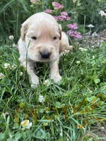 Orange , a male Golden Retriever for sale in Saranac, MI – 2 of 5